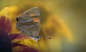 Papillon brun posé sur une fleur, symbole de transformation intérieure